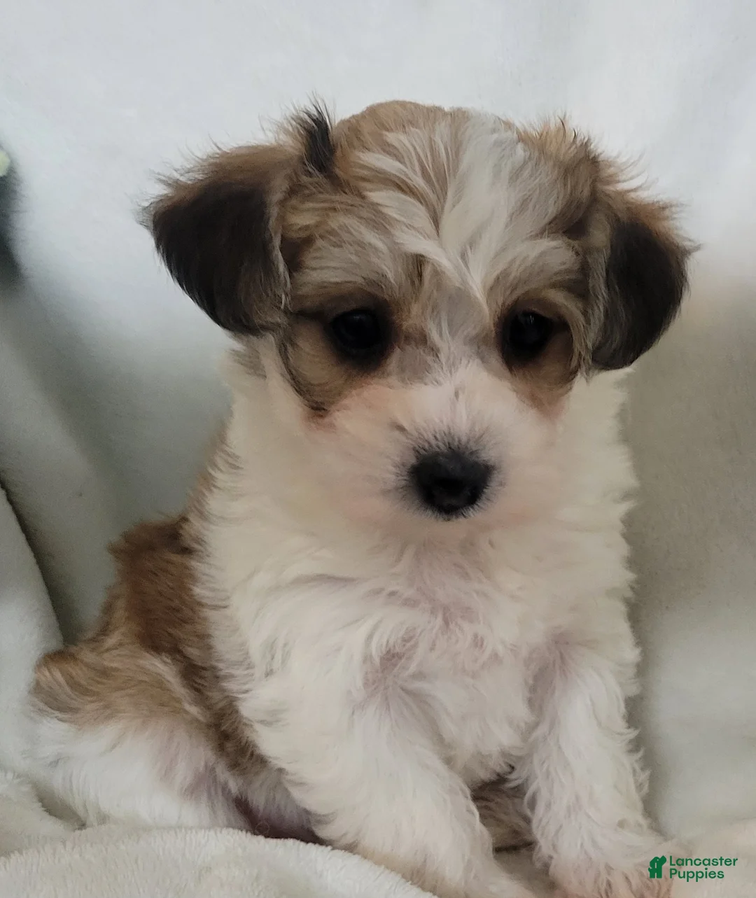 Morkie dogs for sale: Morkie 1 pumkin  - Ad 2