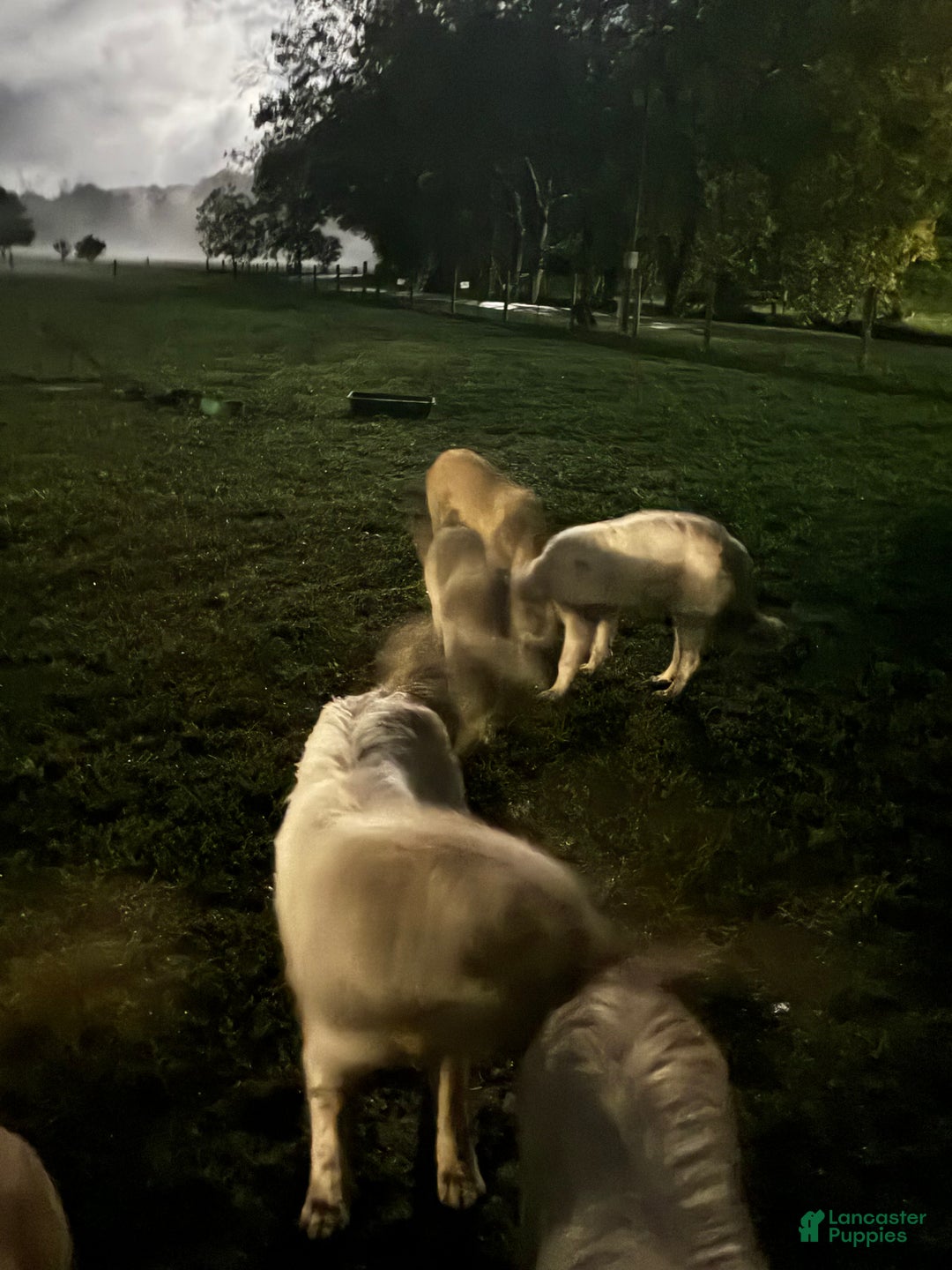 Mixed Breed dogs for sale: Mixed Breed Puppy 5 - Ad 4