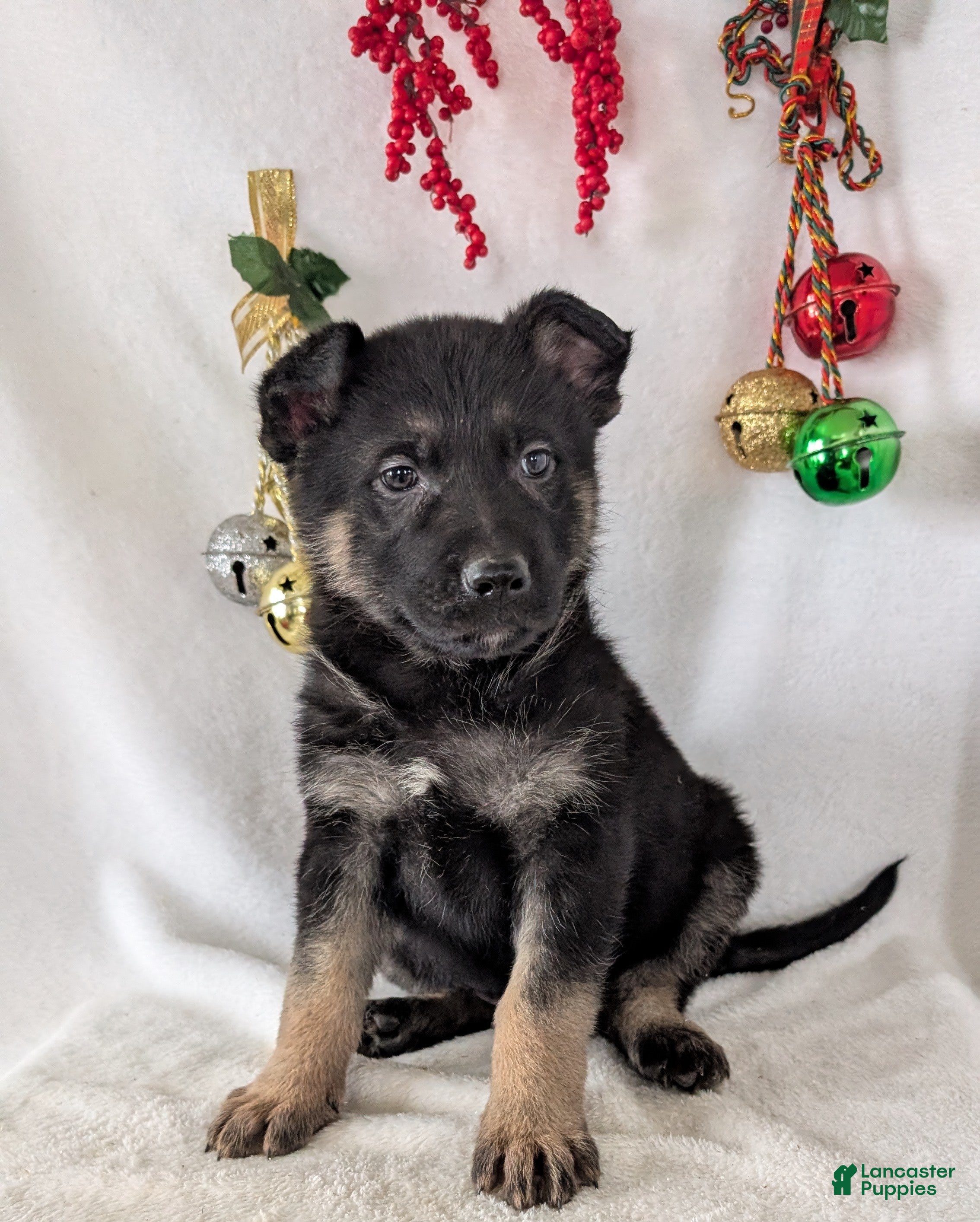German Shepherd dogs Carson  - Ad 10