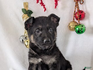 German Shepherd dogs Carson - Ad 11