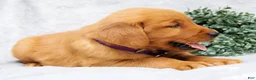 Golden Retriever dogs for sale: Maggie - Ad 5