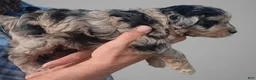 Aussiedoodle dogs for sale: Ace - Ad 3
