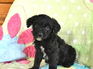 Mini Goldendoodle dogs for sale: Kevin - Ad 2