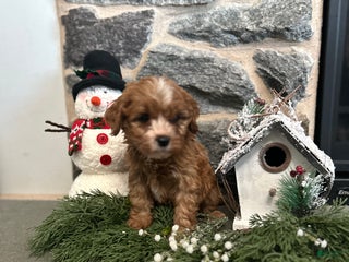 Cavapoo dogs Cavapoo Puppy 2 - Ad 23