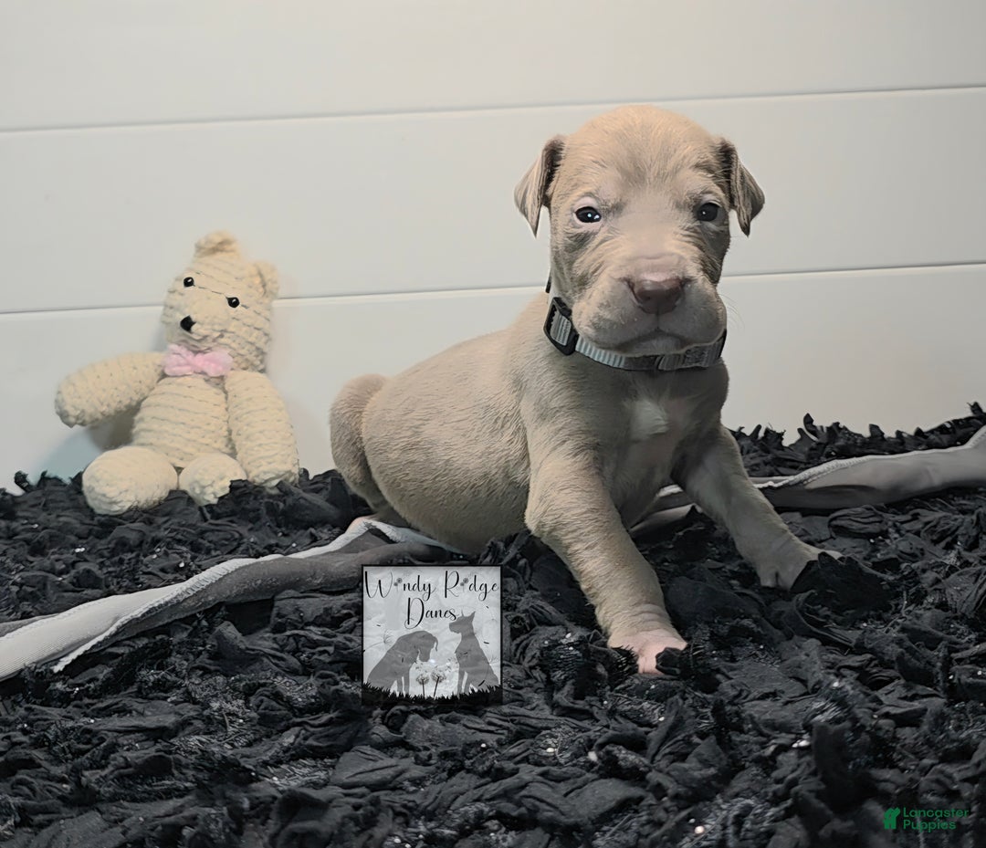 Great Dane dogs for sale: Great Dane Puppy 1 - Ad 2