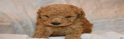 Toy Poodle dogs for sale: Toy Poodle 1 - Ad 3