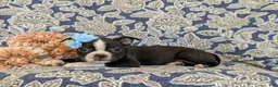 Boston Terrier dogs for sale: Sasha - Ad 4