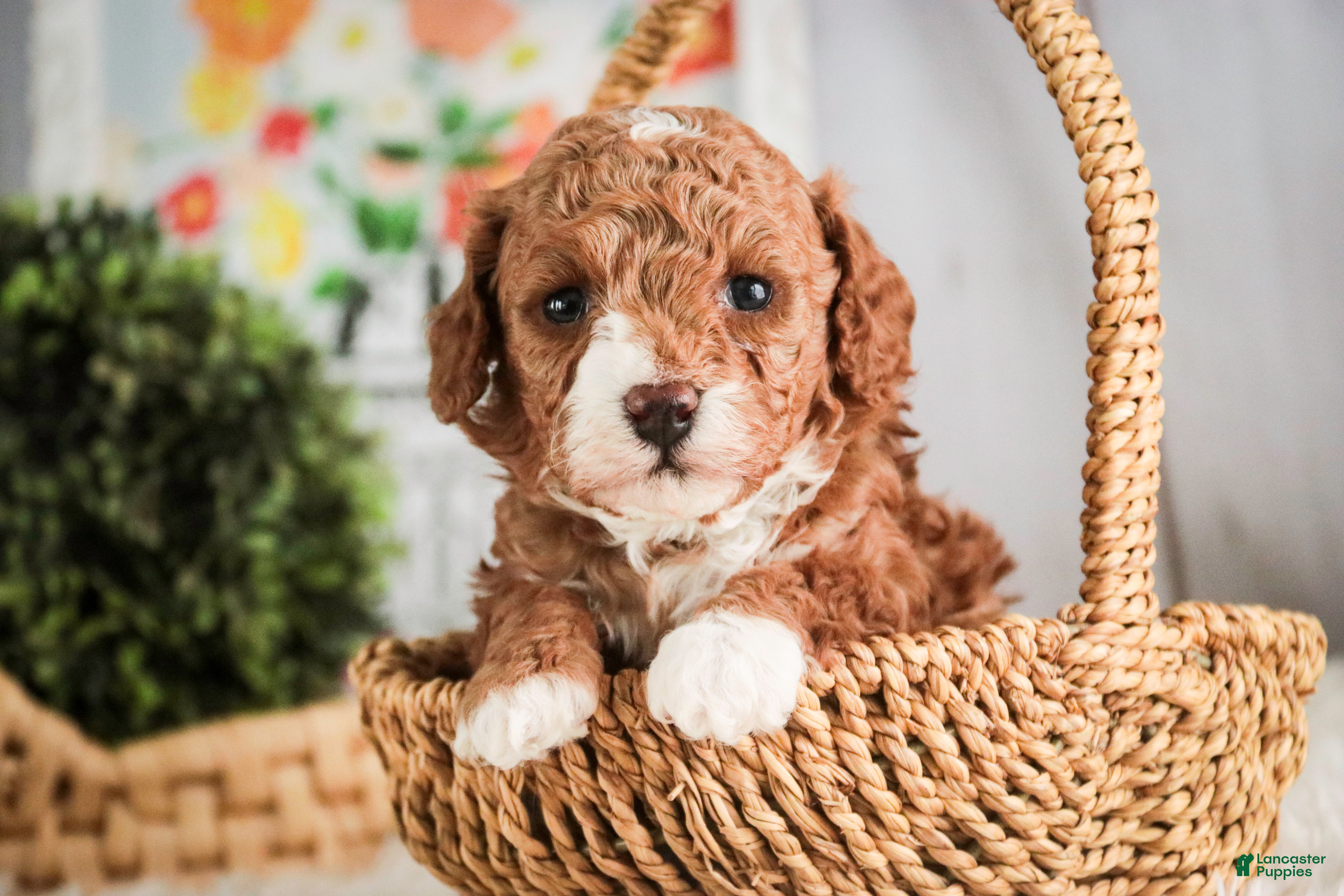 Miniature Poodle dogs Ellie - Ad 1