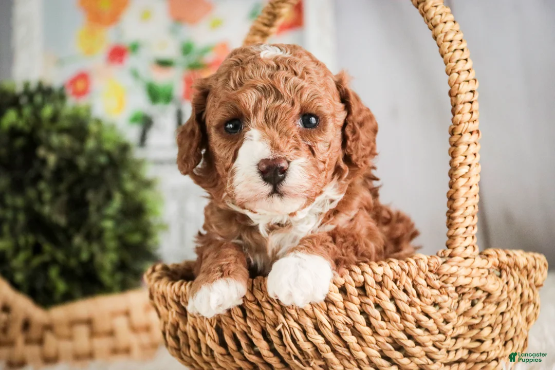 Miniature Poodle dogs for sale: Ellie - Ad 1