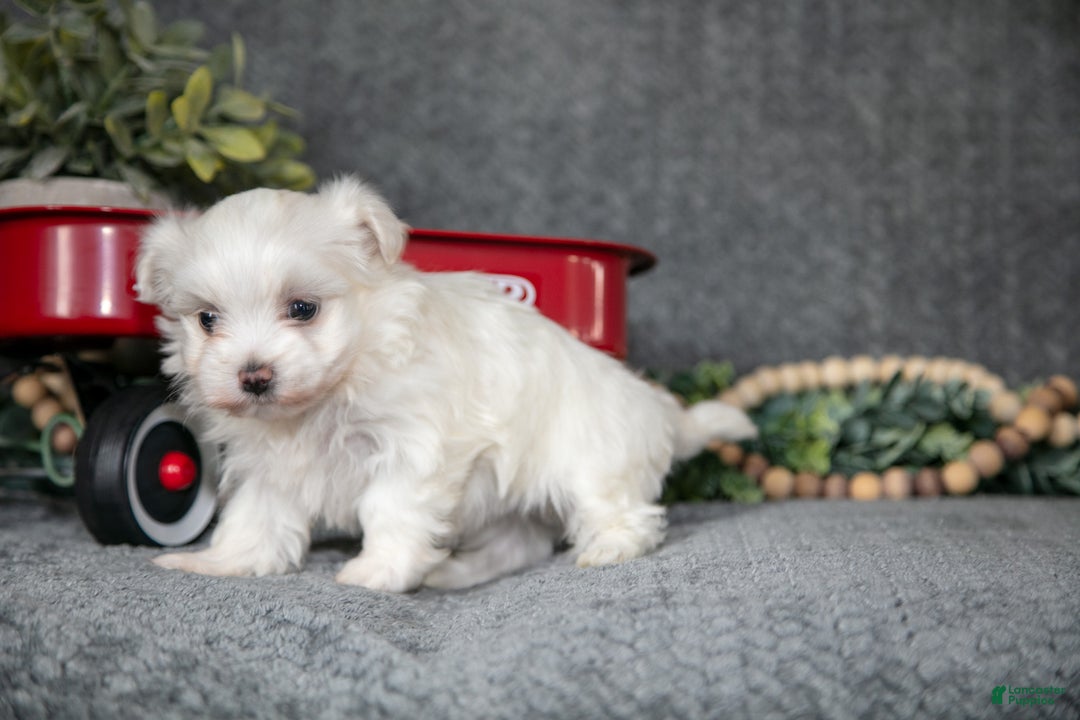 Maltese dogs for sale: Stella - Ad 2