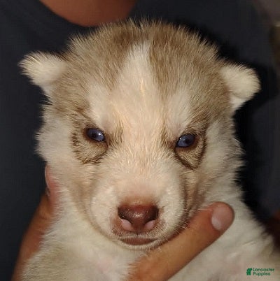 Siberian Husky dogs Adam - Ad 1