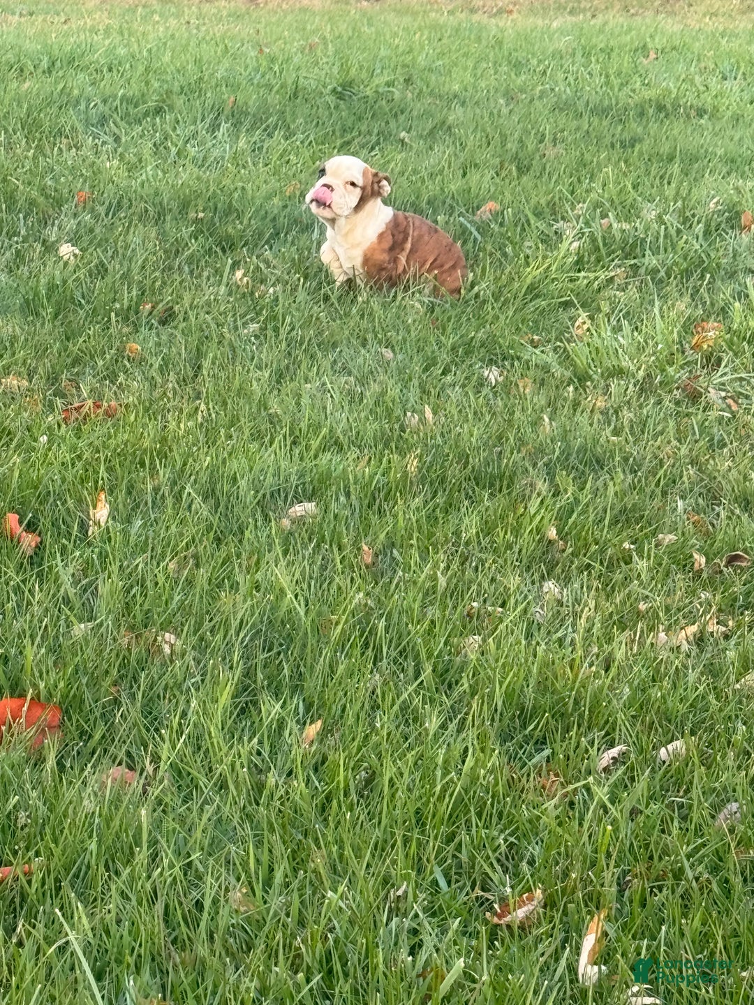 English Bulldog dogs for sale: Hunter  - Ad 5