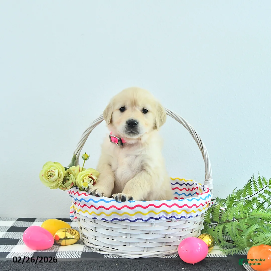 Golden Retriever dogs for sale: Bella   - Ad 1