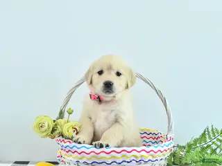 Golden Retriever dogs for sale: Bella - Ad 1