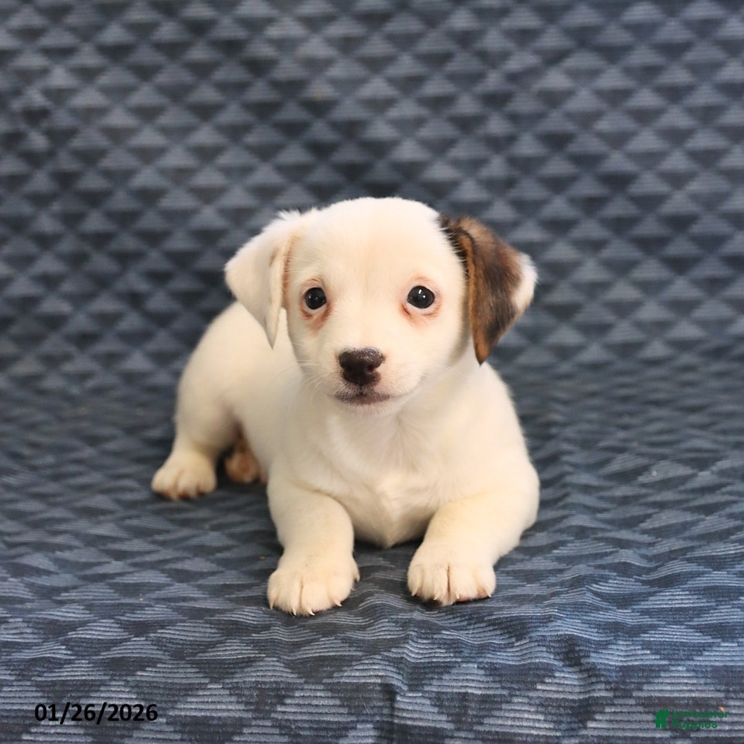 Jack Russell Terrier dogs for sale: Isaac - Ad 3