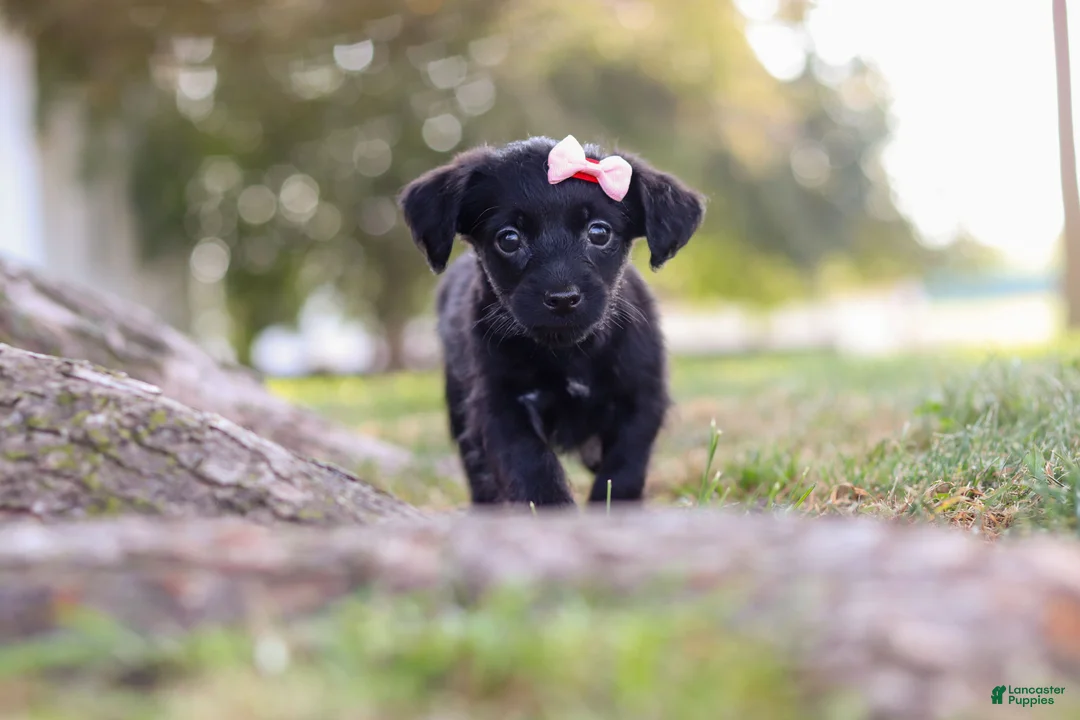 Yorkiepoo dogs for sale: Pansy - Ad 2