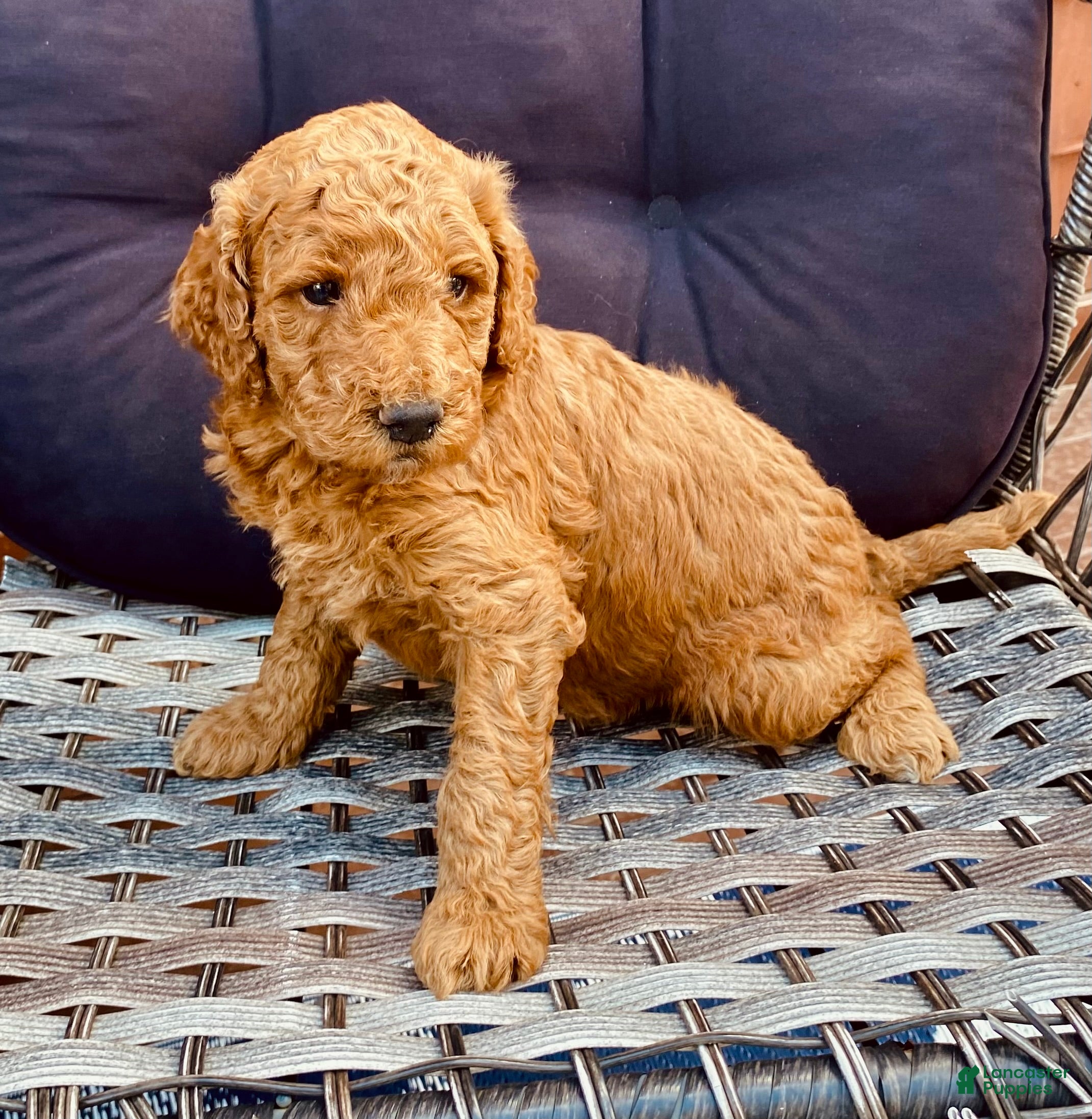 Standard Poodle dogs Standard Poodle 4 - Ad 6
