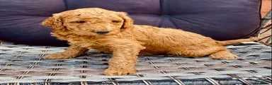 Standard Poodle 4