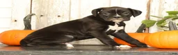 Boxer dogs for sale: Flash - Ad 9