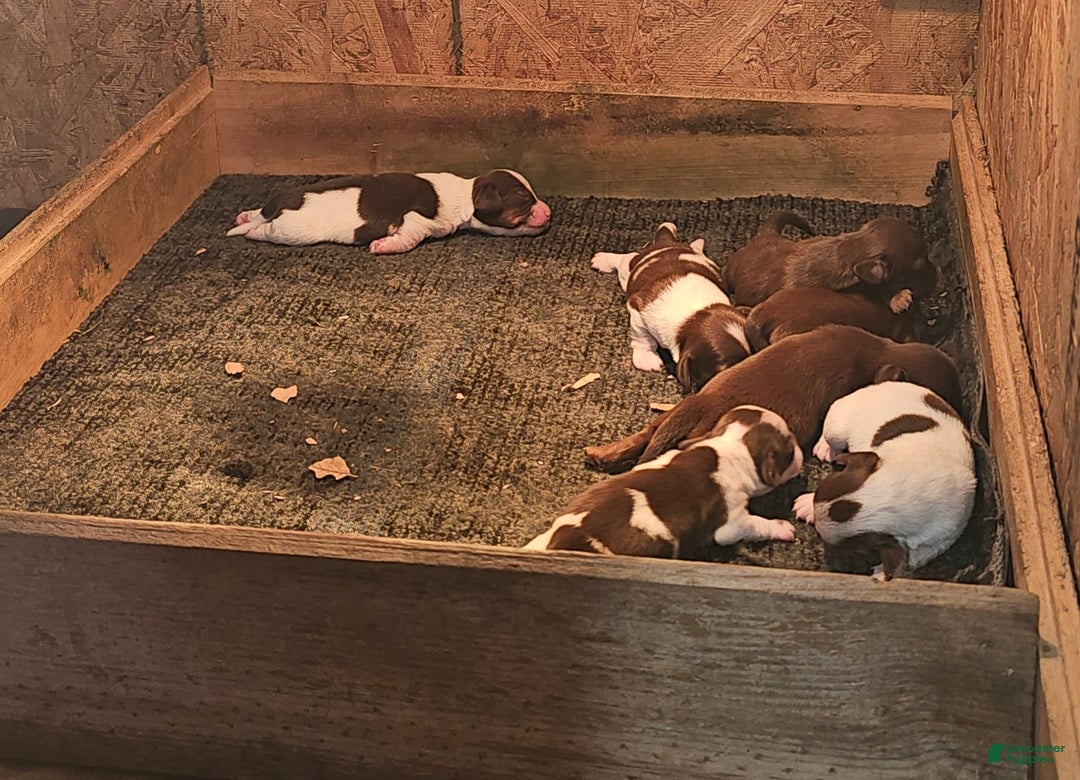 Miniature Dachshund dogs for sale: S-F Split Face Long-haired  - Ad 6