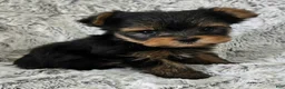 Yorkshire Terrier dogs for sale: Pixie - Ad 4