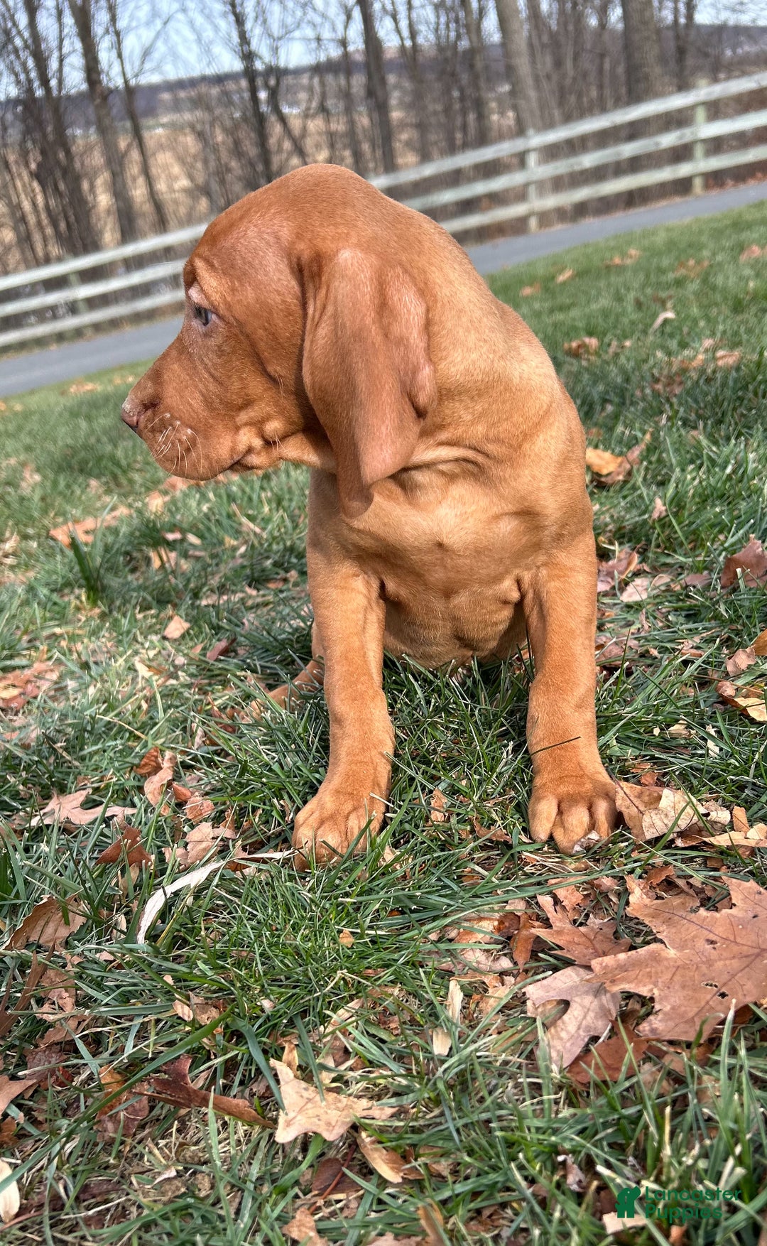 Vizsla dogs for sale: VIV - Ad 3