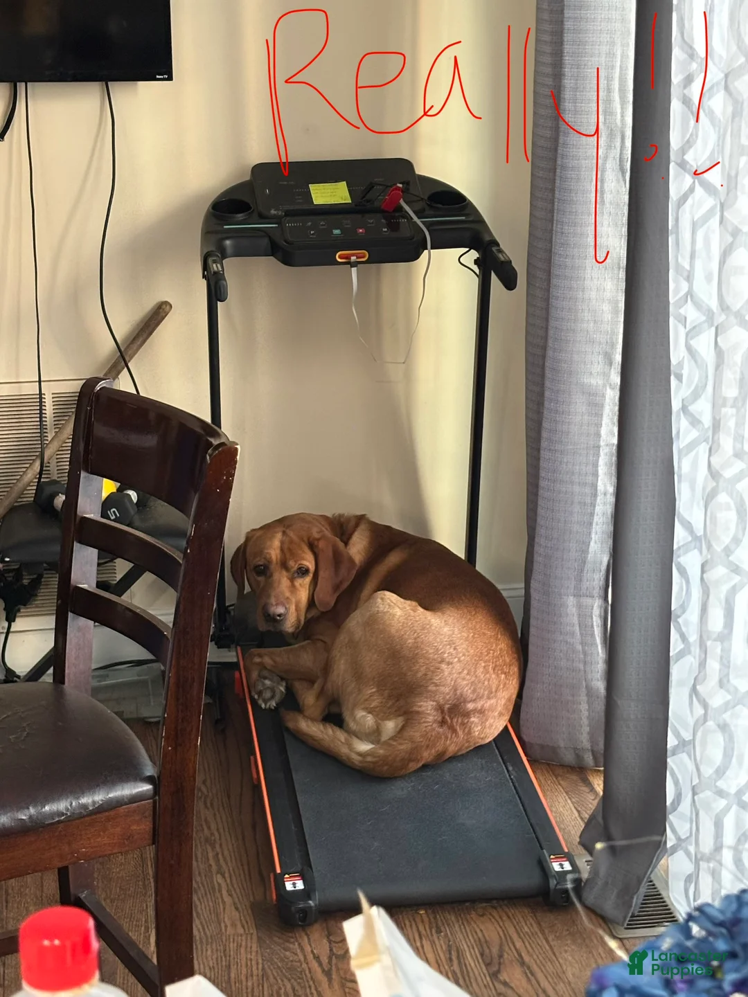 Labrador Retriever dogs for sale: Labrador Retriever Puppy 1 - Ad 1