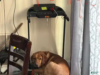 Labrador Retriever dogs Labrador Retriever Puppy 1 - Ad 25