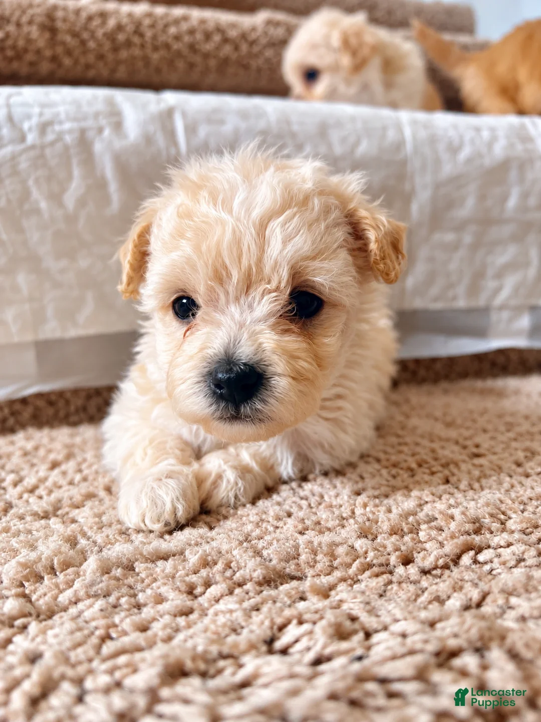 Maltipoo dogs for sale: Meet Berry — Precious Maltipoo Puppy - Ad 2