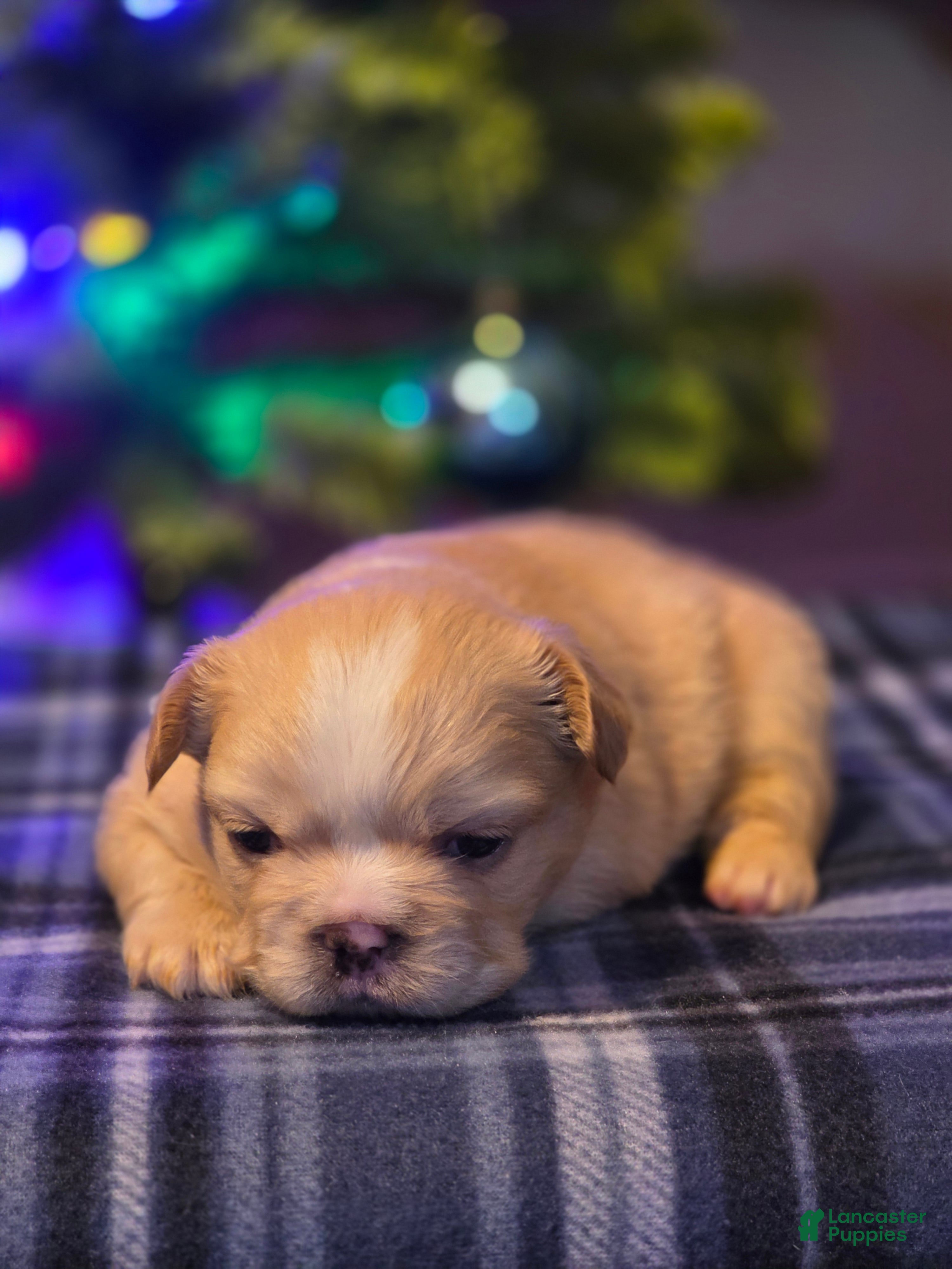 French Bulldog dogs Female 2 - Ad 1