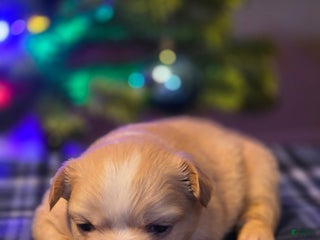 French Bulldog dogs Female 2 - Ad 3