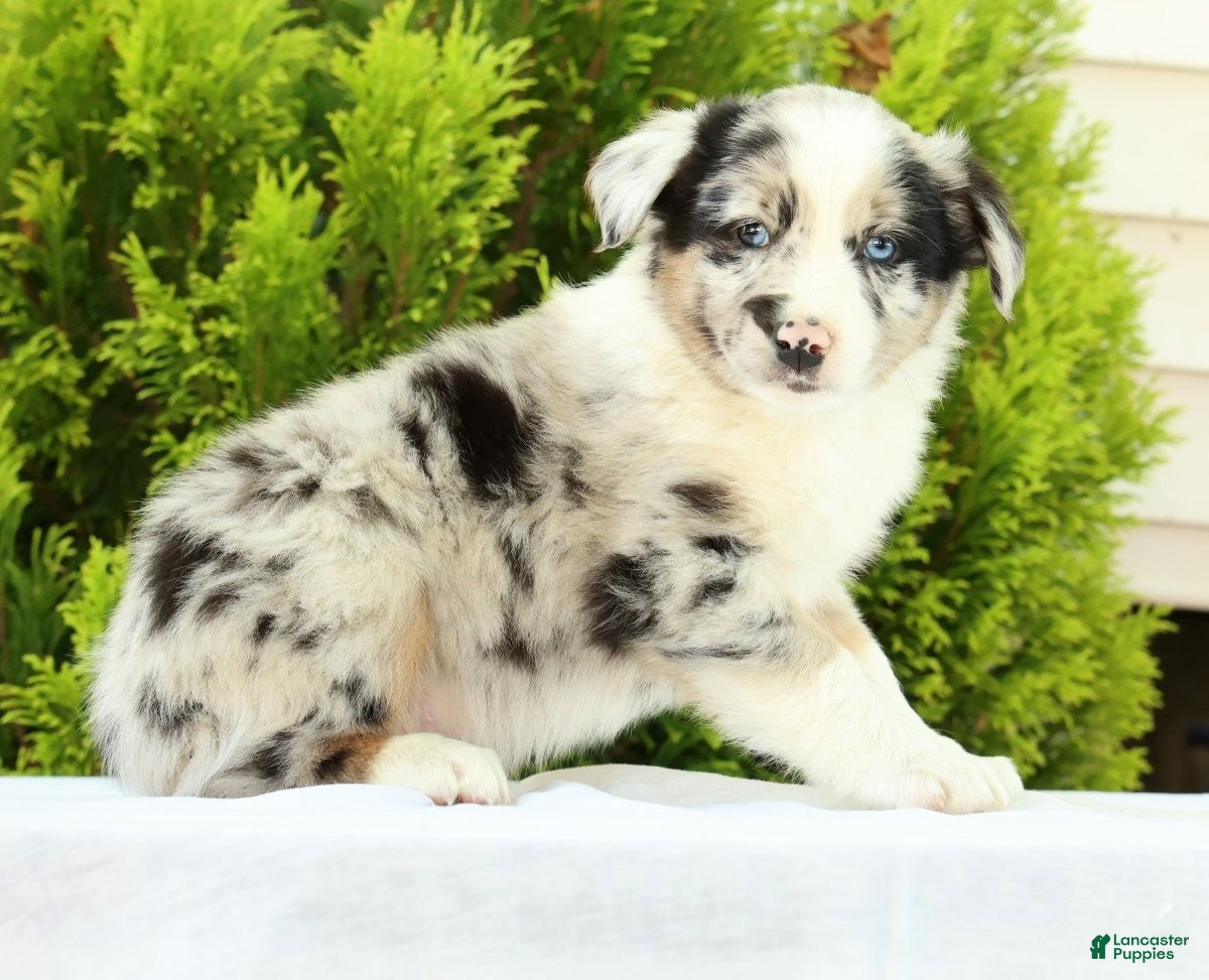 Australian Shepherd dogs Skippy - Ad 2