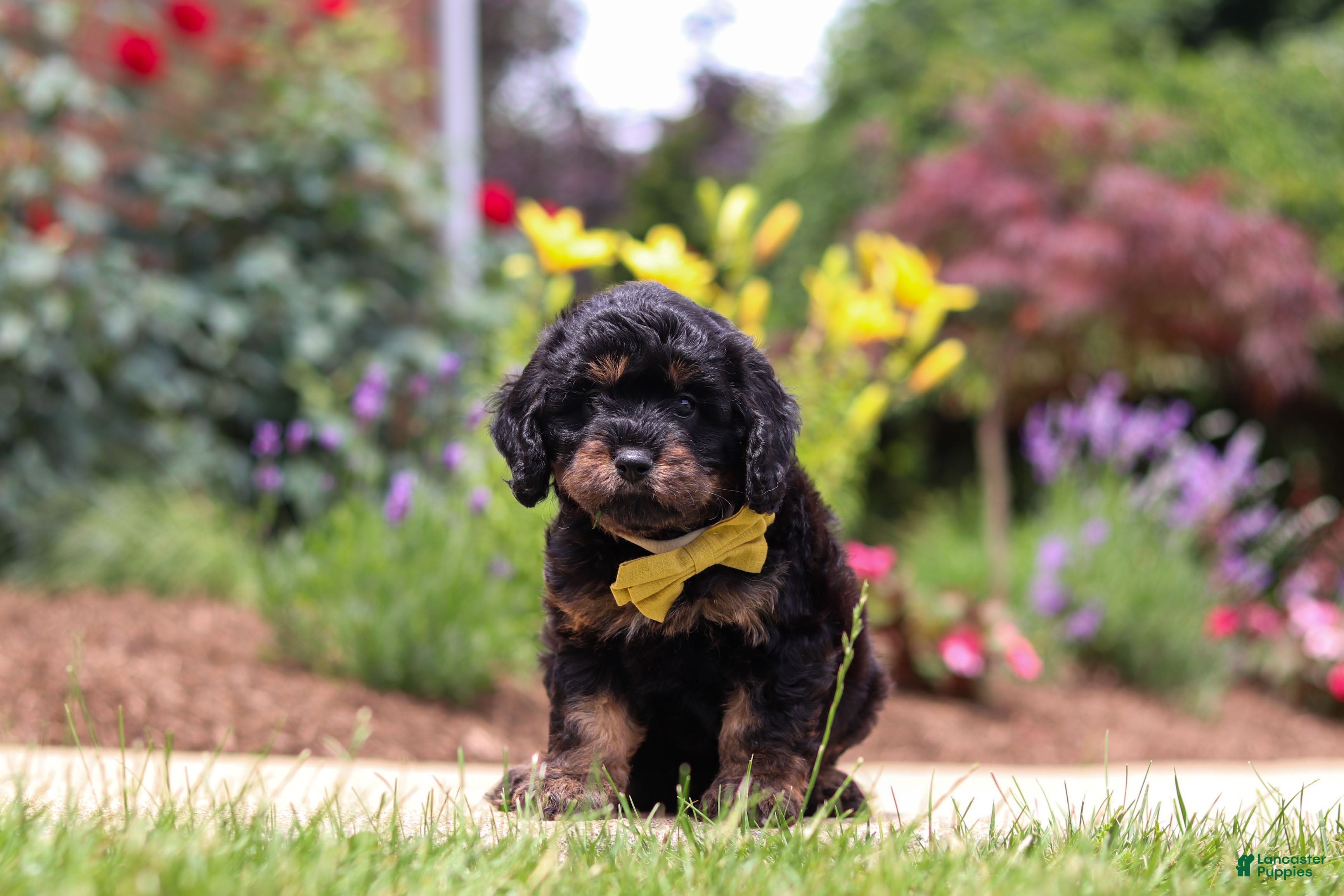 Cavapoo dogs Alex - Ad 2