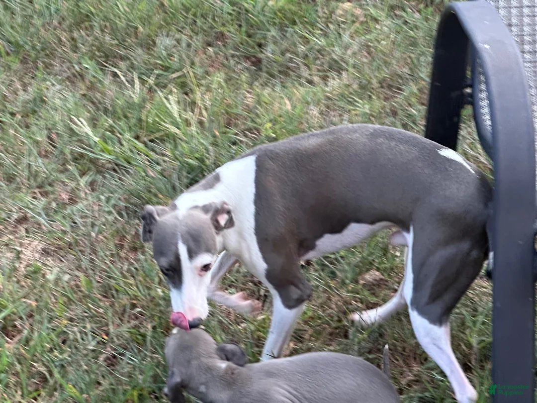 Italian Greyhound dogs for sale: Tigerlily - Ad 8