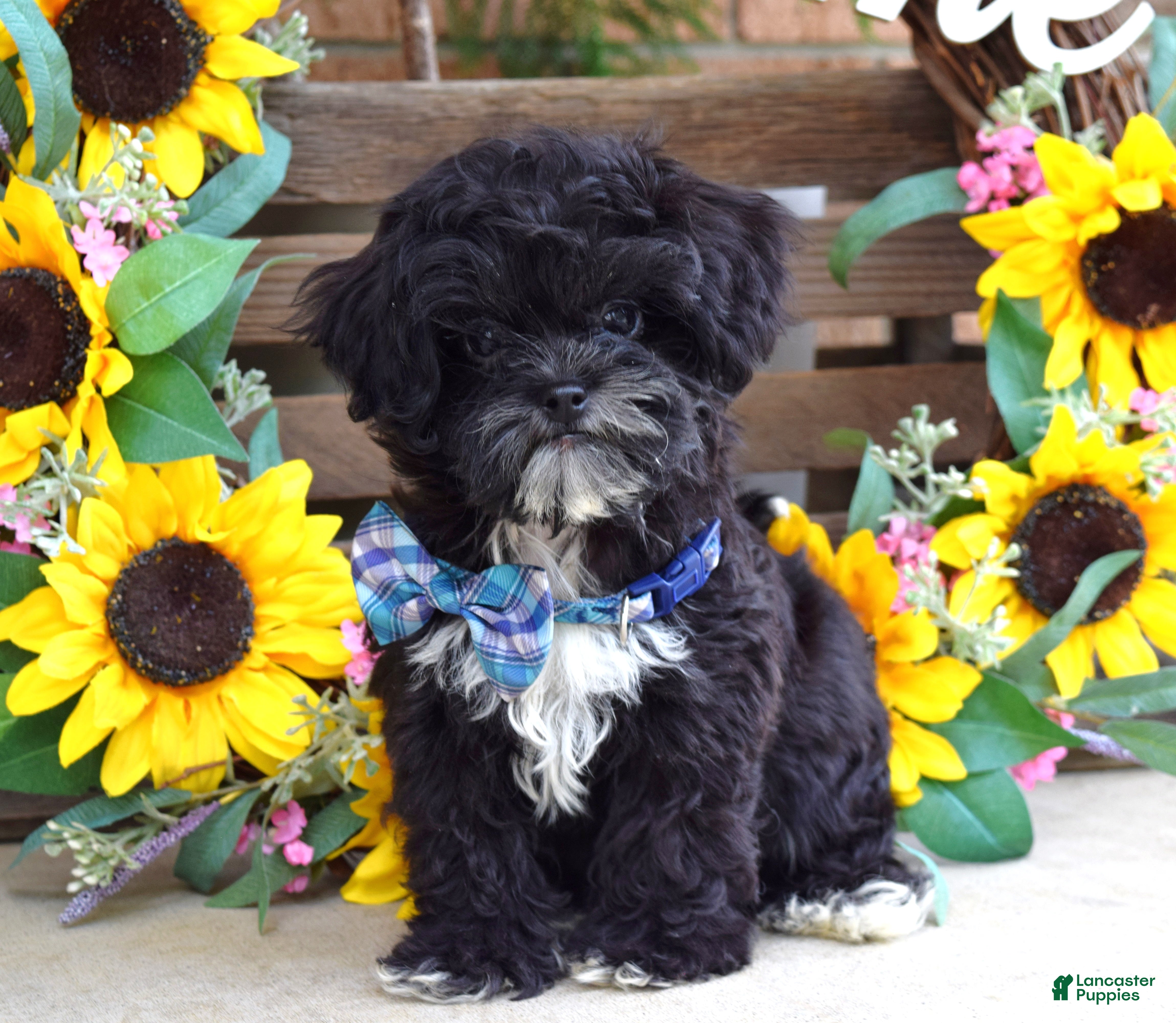Shihpoo dogs Sonny - Ad 1