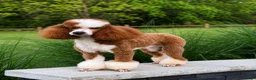 Mini Bernedoodle dogs for sale: Brady - Ad 7