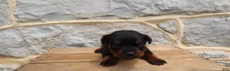 Rottweiler dogs for sale: Bell - Ad 2