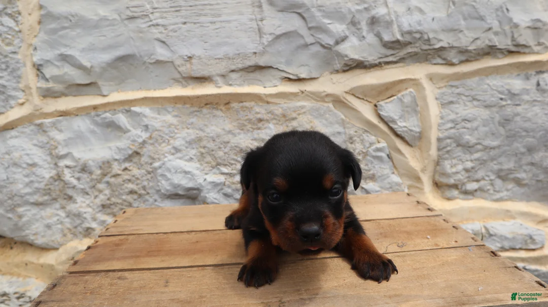 Rottweiler dogs for sale: Bell - Ad 2