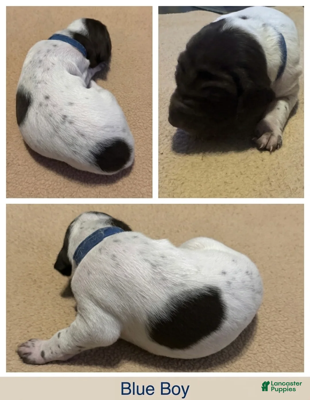 German Shorthaired Pointer dogs for sale: German Shorthaired Pointer Puppy 2 - Ad 1