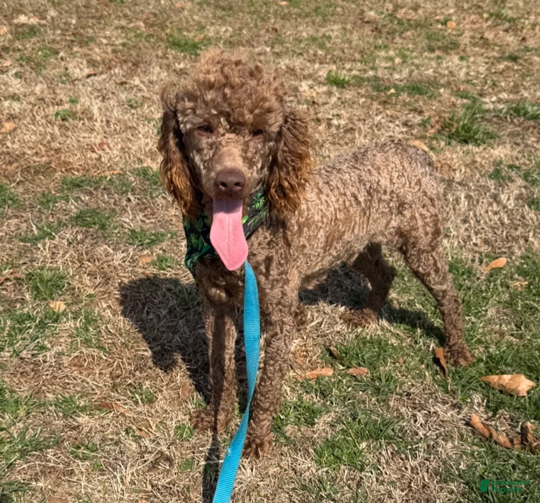 Miniature Poodle dogs for sale: Ross - Ad 1