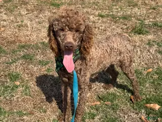 Miniature Poodle dogs Ross - Ad 32