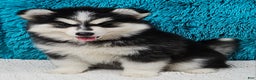 Pomsky dogs for sale: Piper - Ad 3