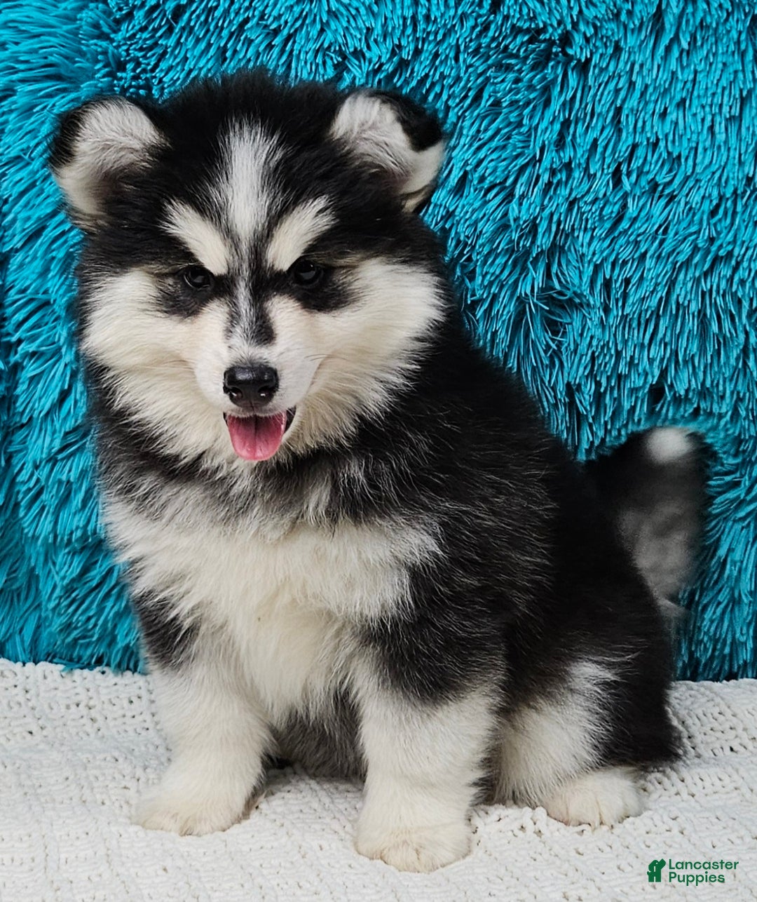 Pomsky dogs for sale: Piper - Ad 3