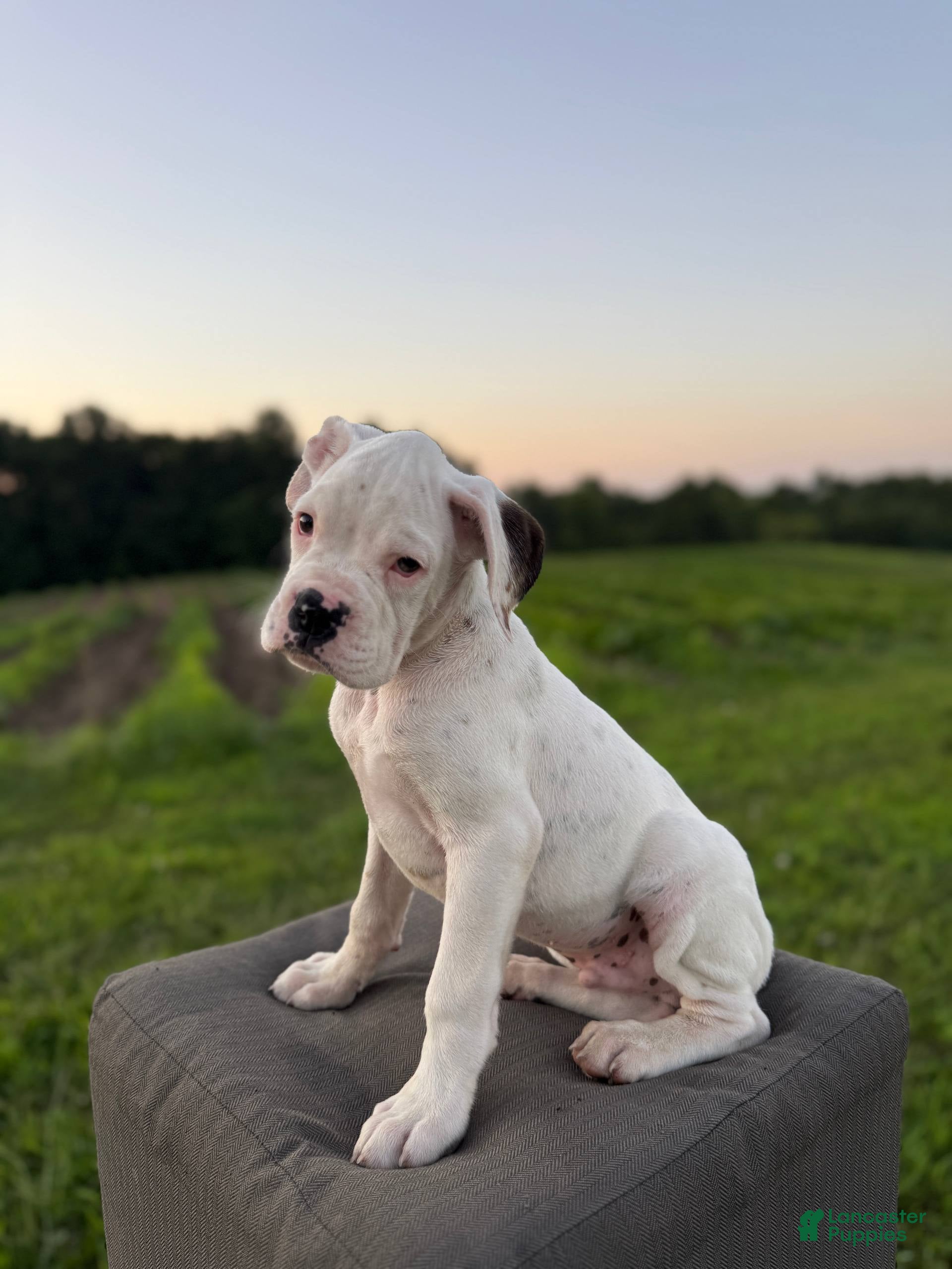 Boxer dogs Marsh Mallow - Ad 1