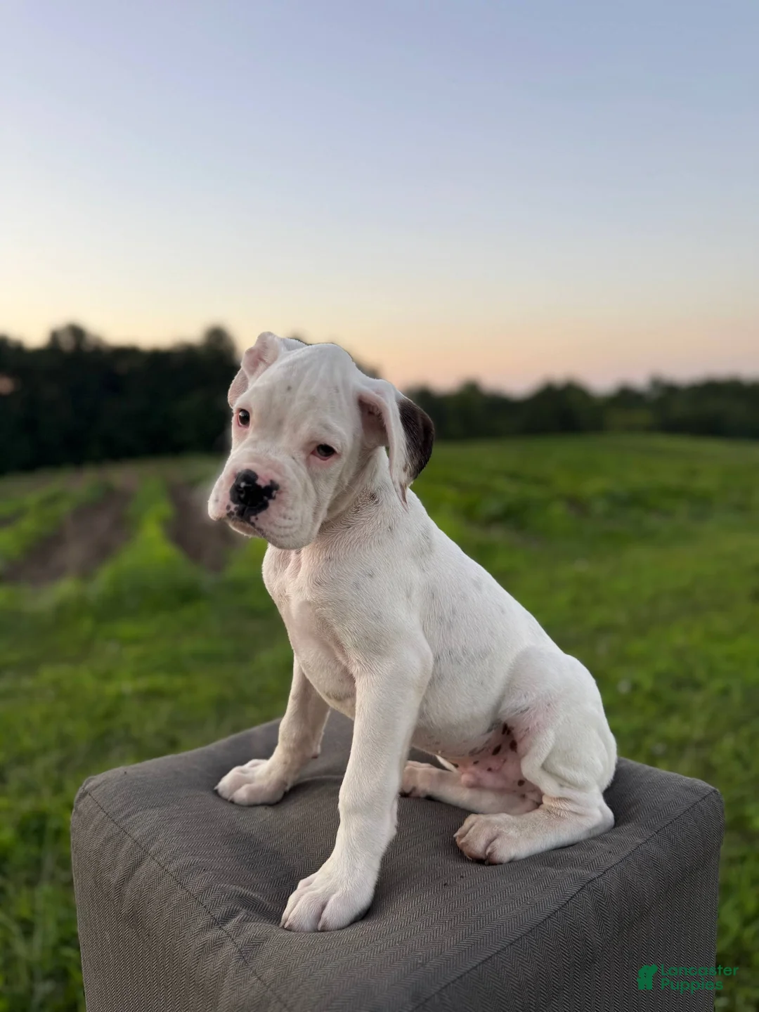 Boxer dogs for sale: Marsh Mallow - Ad 1