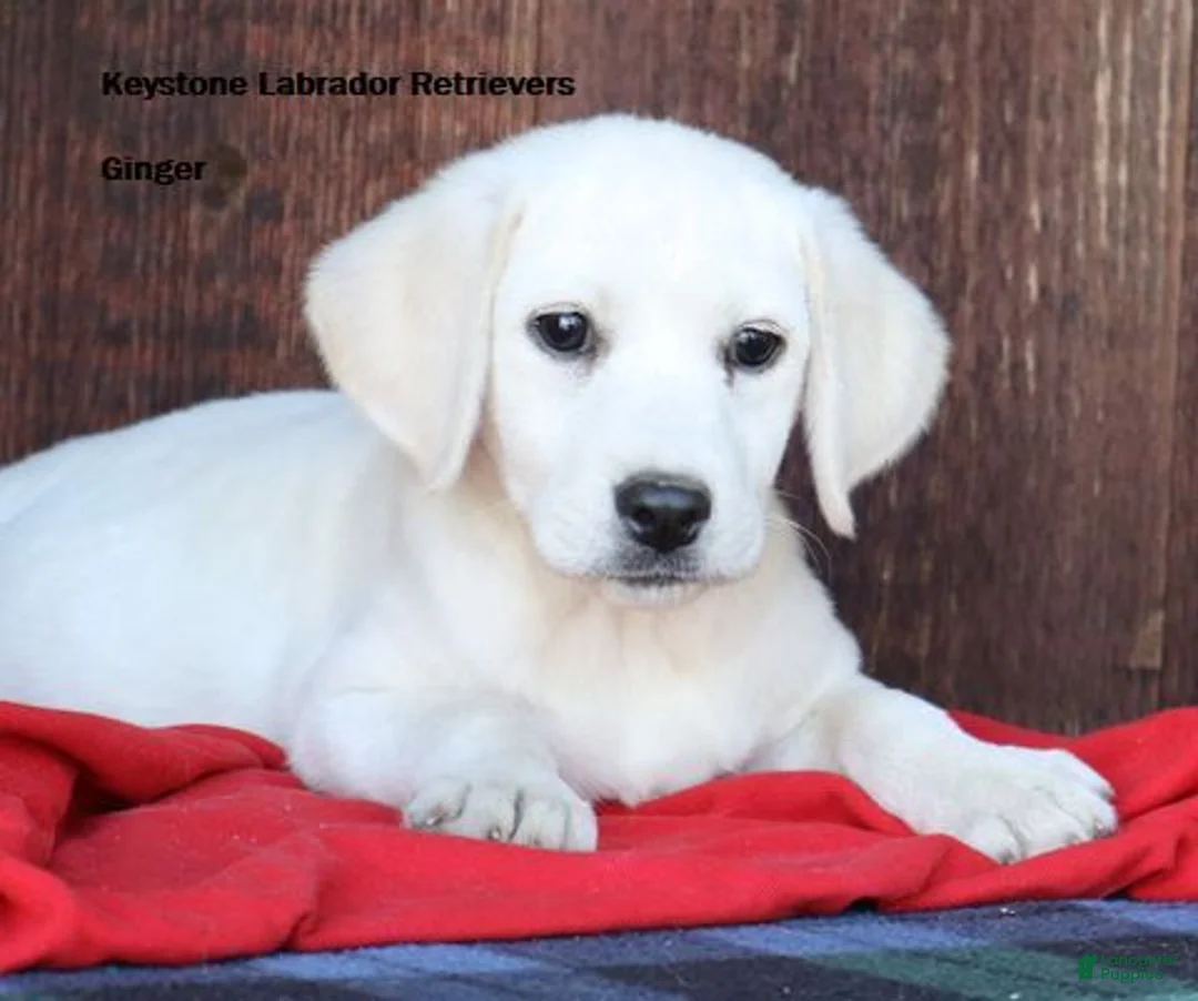 Labrador Retriever dogs for sale: Ginger- Champion lines - Ad 2