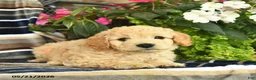 Mini Goldendoodle dogs for sale: Eliot  - Ad 2