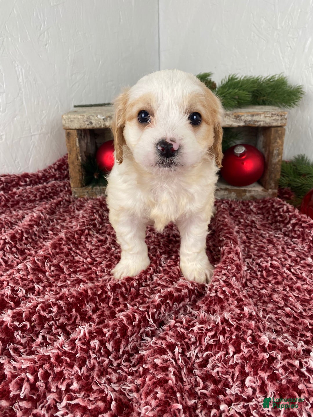 Cockapoo dogs for sale: Ace - Ad 8