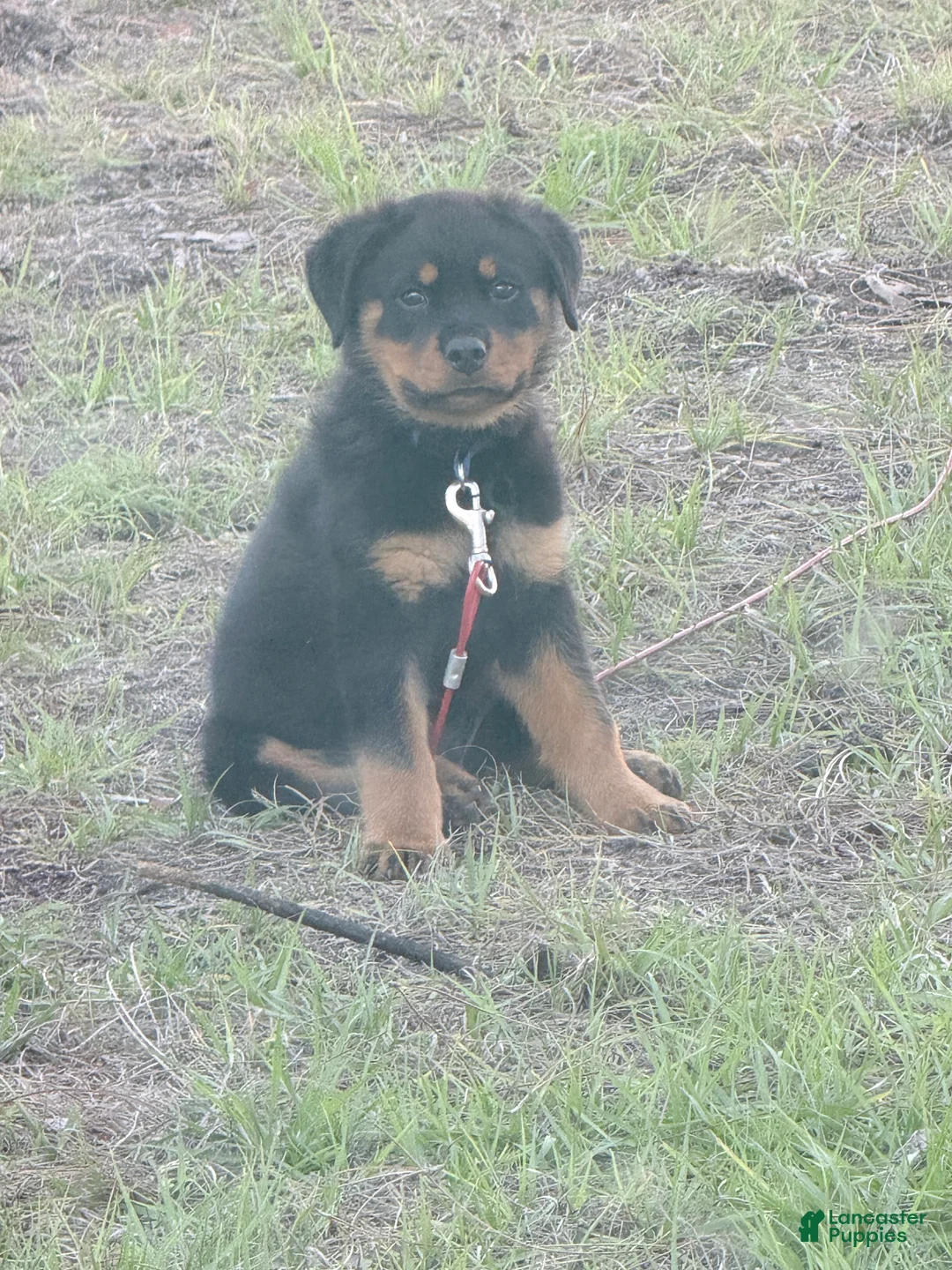 Rottweiler dogs for sale: Rottweiler Puppy 1 - Ad 2