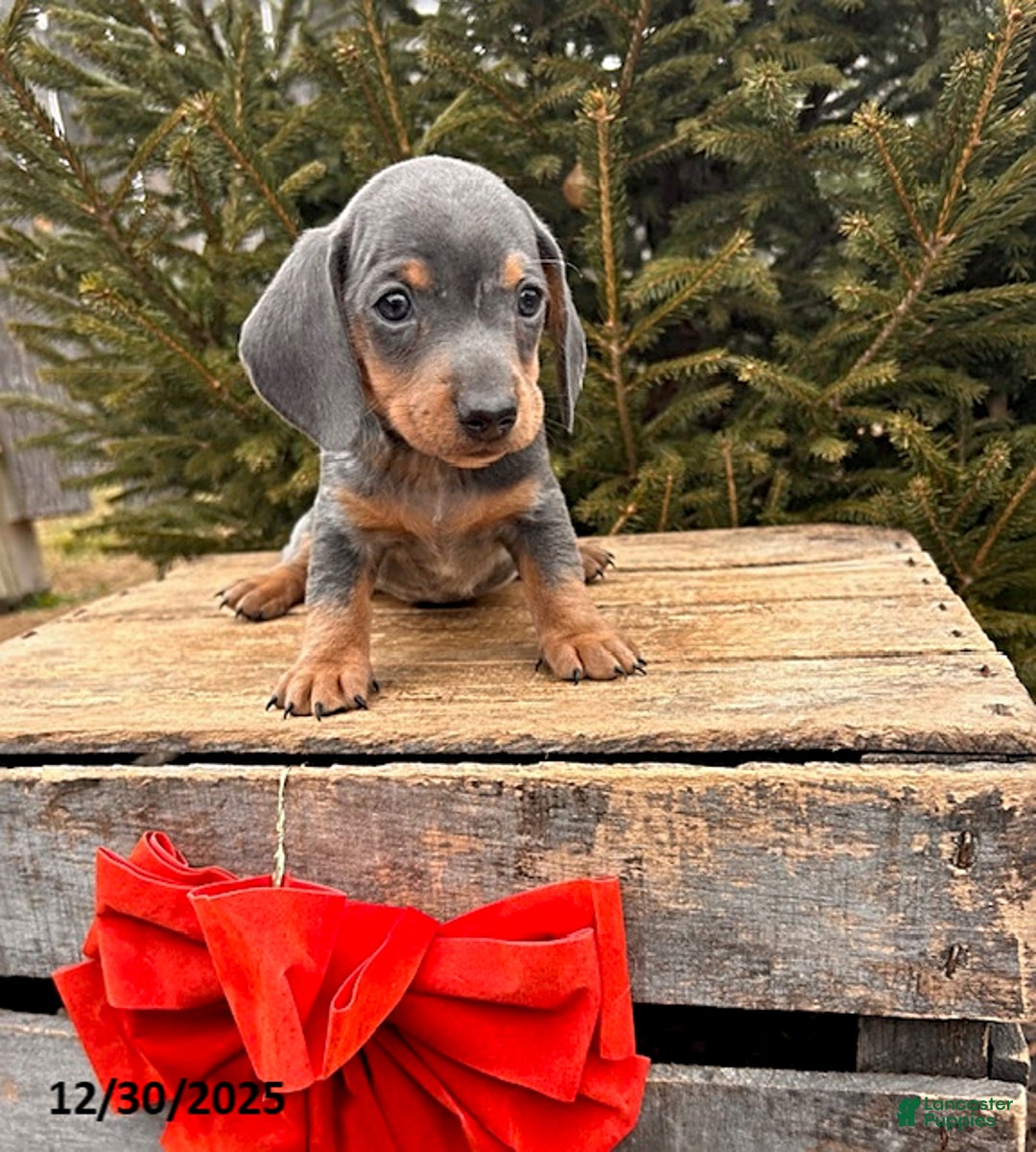 Miniature Dachshund dogs for sale: Oswald - Ad 2